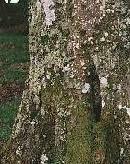 Beech tree with lichens