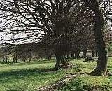 Tree row